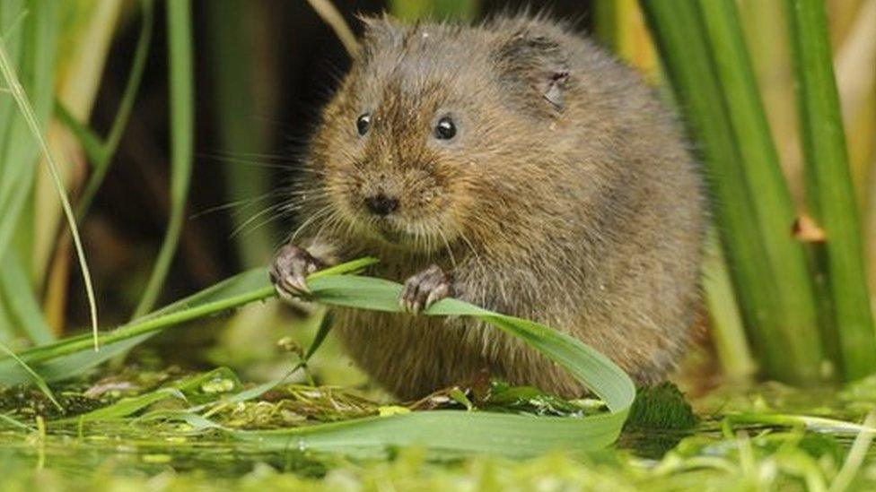 Water vole