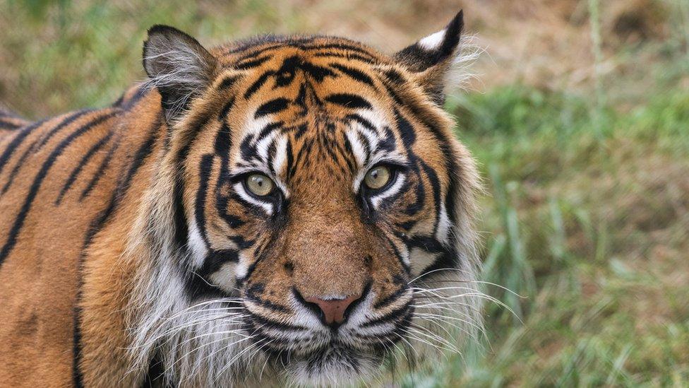 Sumatran tiger