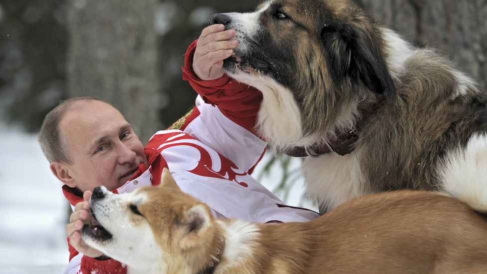 Putin playing with two dogs in the snow