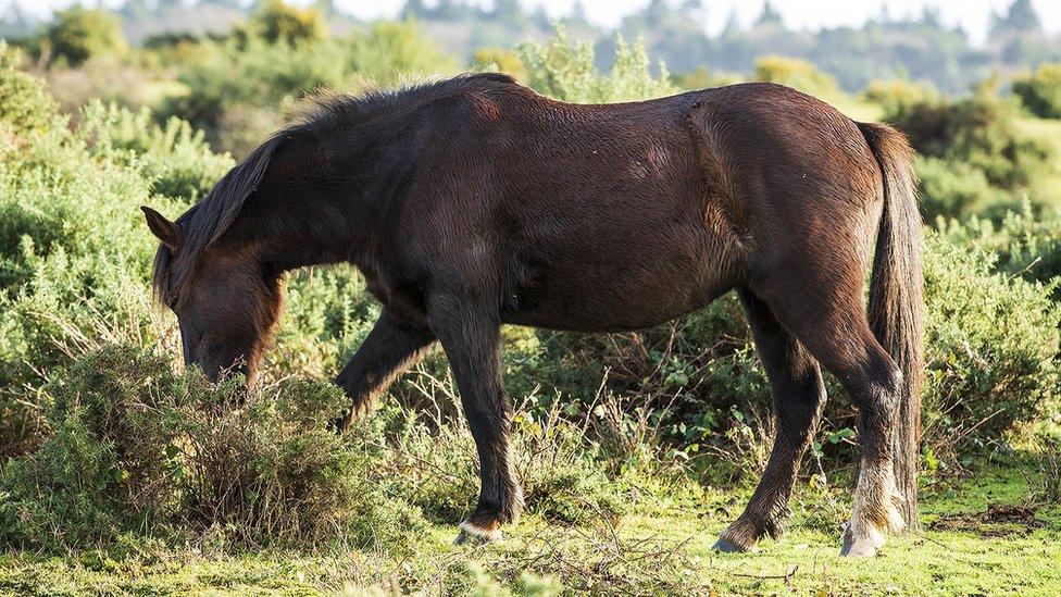 New Forest pony grazing