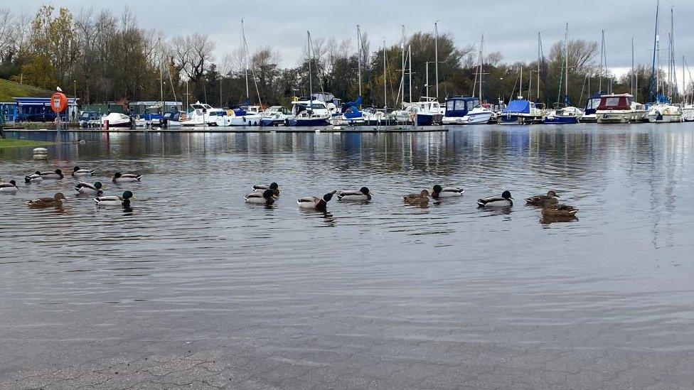 Ducks at Kinnego Marina