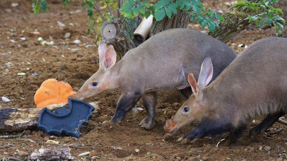 Aardvarks-with-treats.