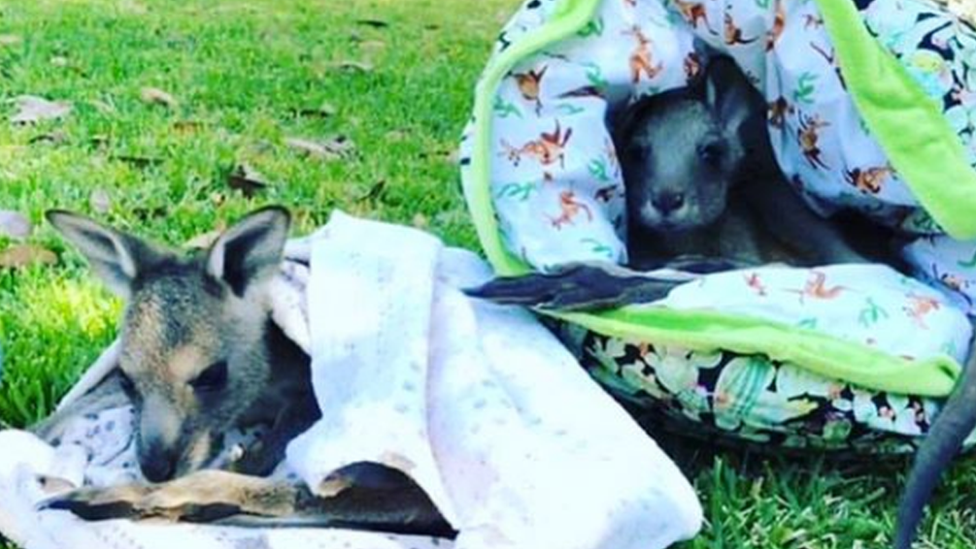 two-joeys-in-blankets