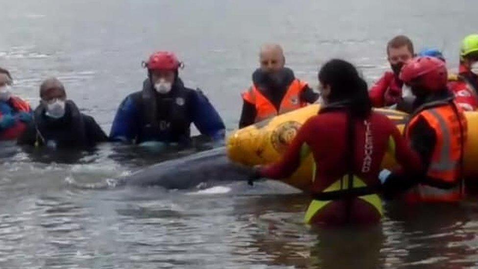 Minke whale being rescued