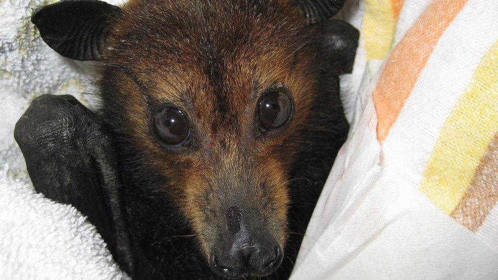 A baby bat is wrapped in a blanket