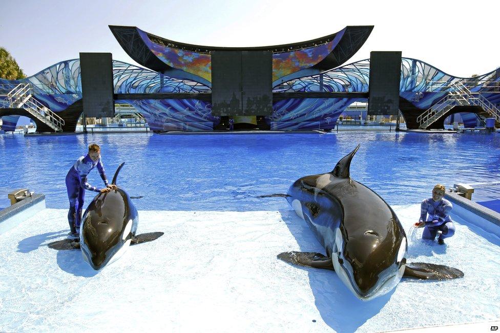 SeaWorld trainer Ryan Faulkner, left, with killer whale Malia, and Michelle Shoemaker, right, with Kayla in Orlando