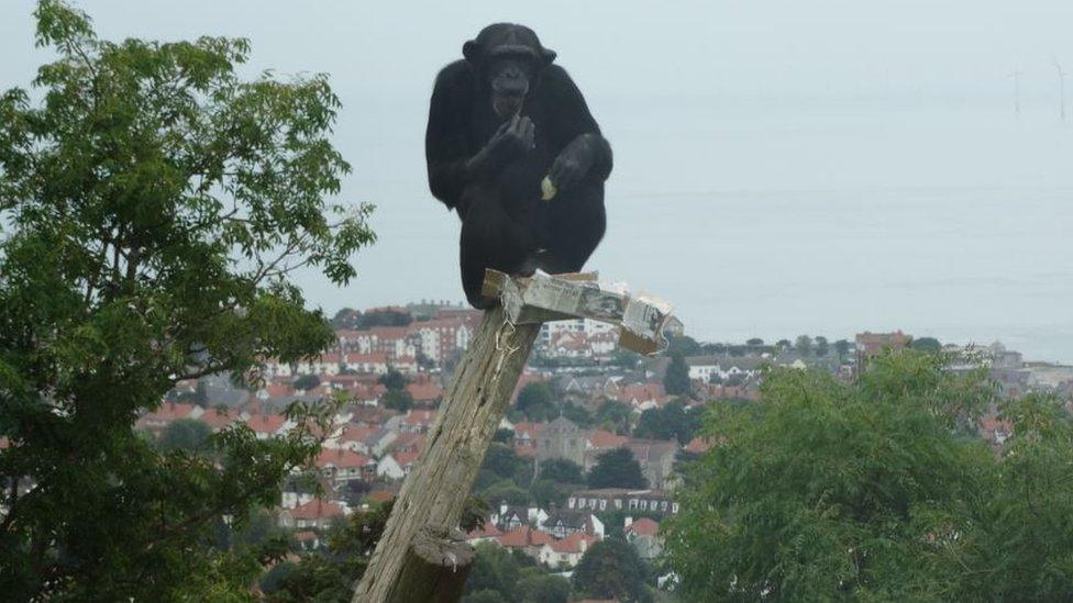 A chimpanzee at The Welsh Mountain Zoo