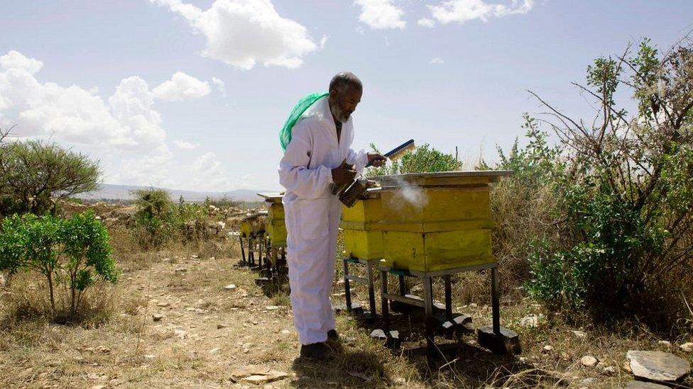 Honey farmer Alem Abreha in the Tigray region of northern Ethiopia on March 29, 2017