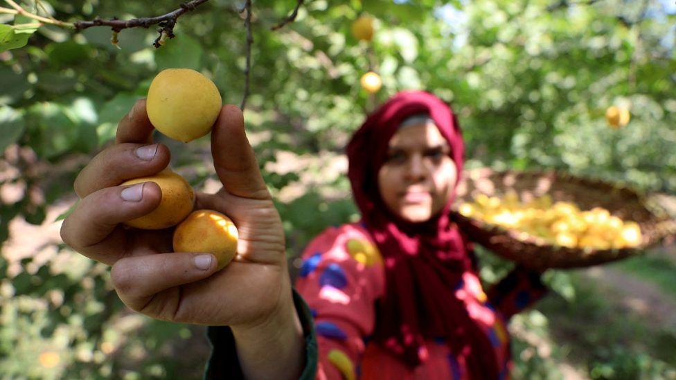 An apricot picker in Qalyubia province, Egypt - Monday 13 May 2024