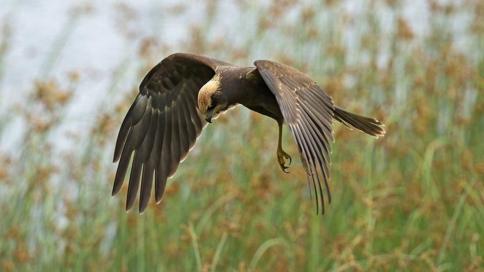 Marsh harrier flying