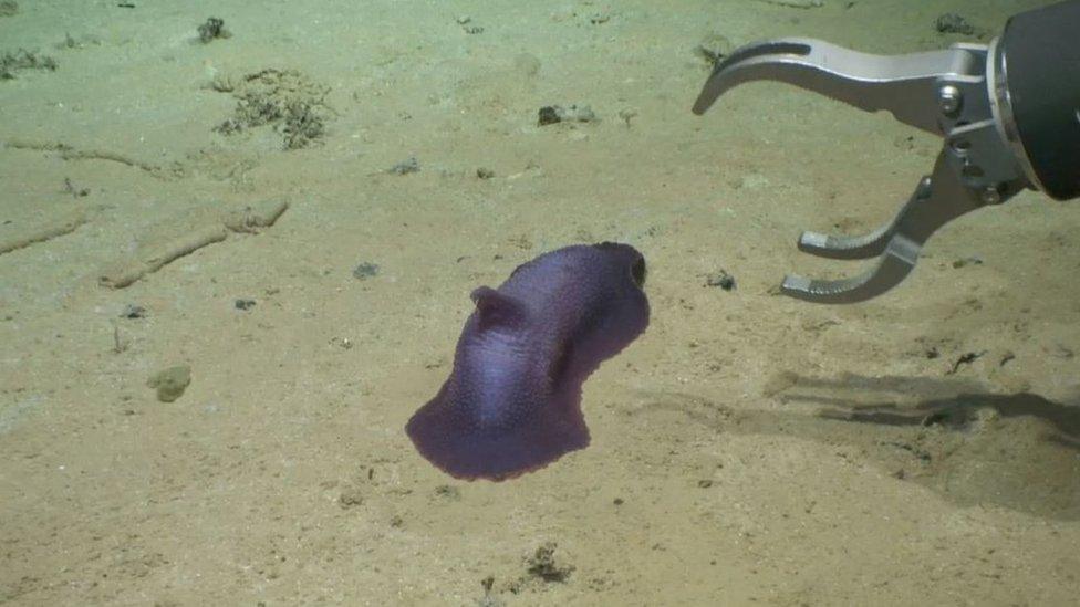 A claw from the remote operated vehicle picks up Psychropotes verrucicaudatus a type of sea cucumber