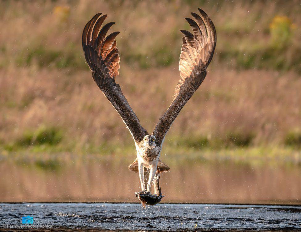 Osprey