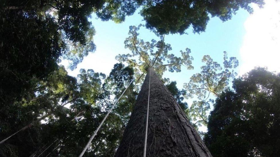 Tree shown with harnesses hanging from it