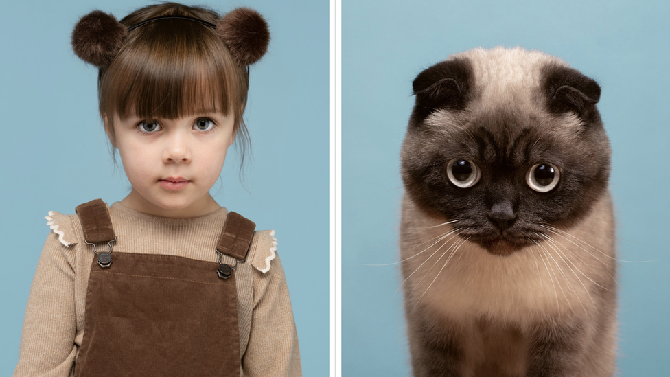 Nancy and Buttons (Scottish Fold)