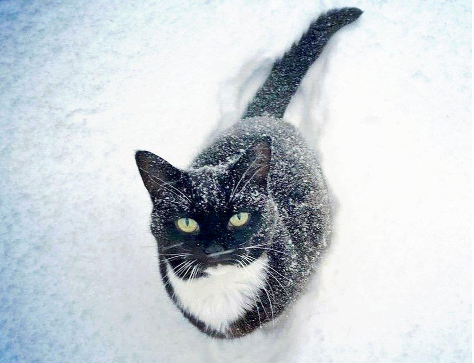 Cat in snow