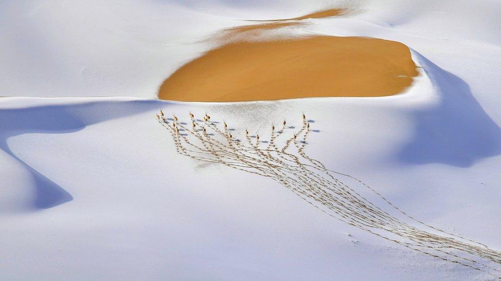 antelopes-trail-snow-covered-slope.