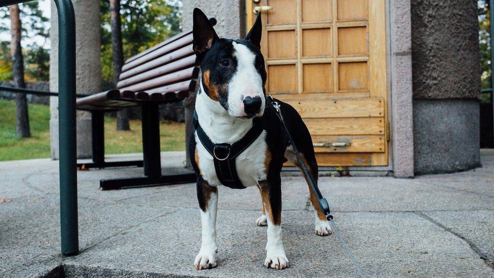 English bull terrier