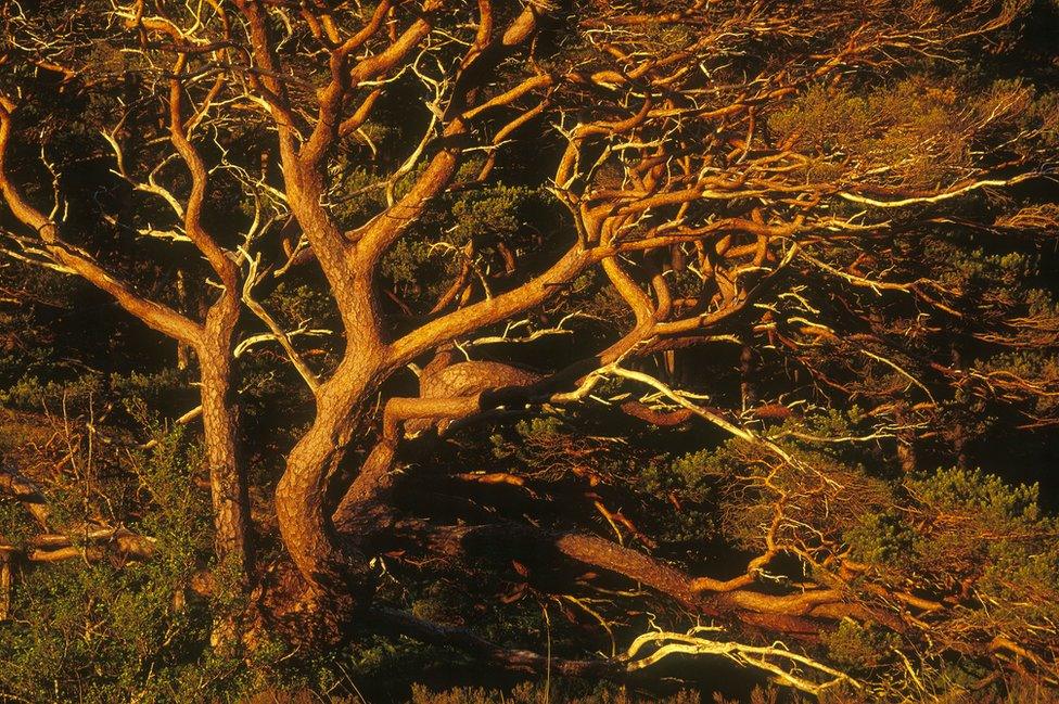 Scots Pine boughs at dusk