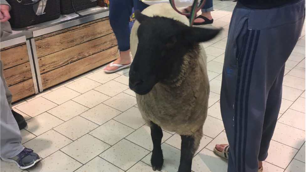 sheep in supermarket