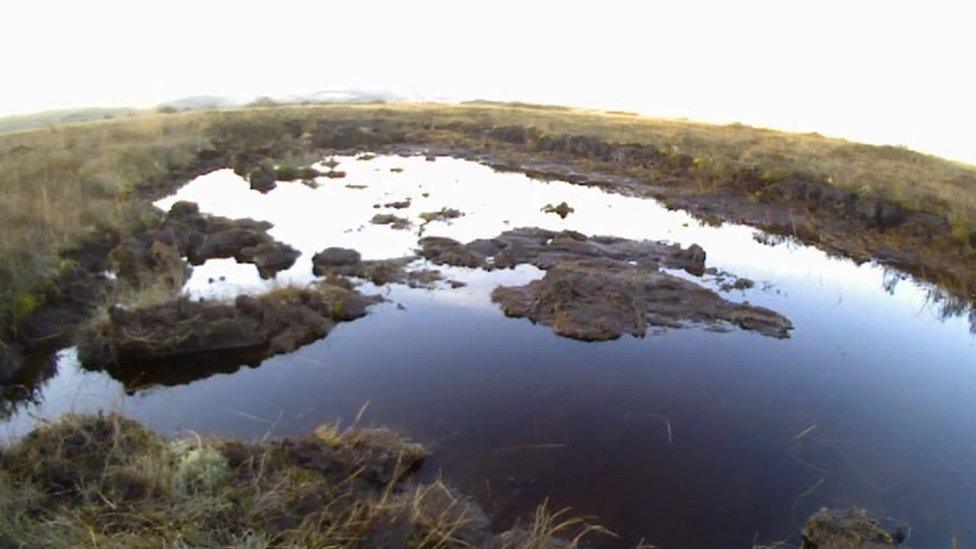 Cors Fochno peat bog near Borth, Ceredigion