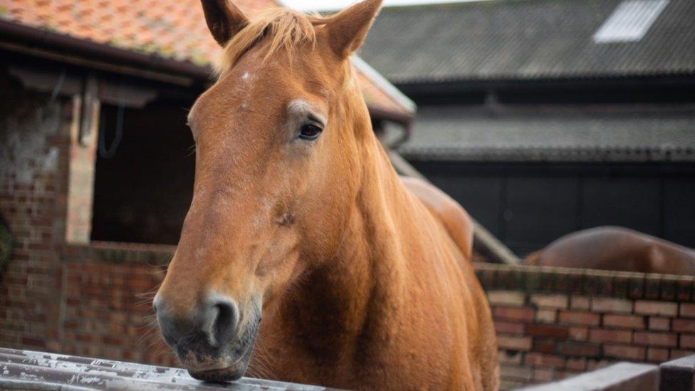 Poppy the horse