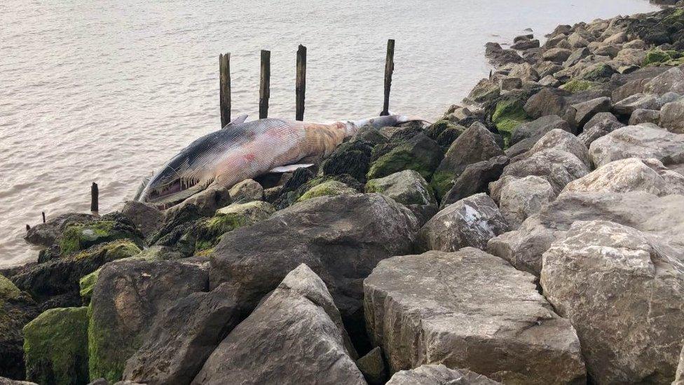 Photograph of deceased whale on rocks at Bawdsey beach