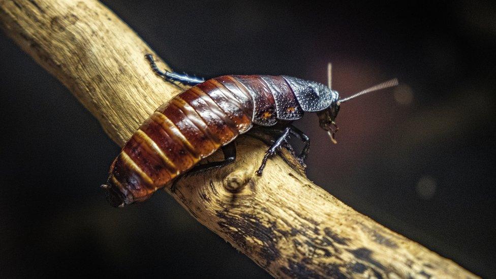 Madagascar-hissing-cockroach.