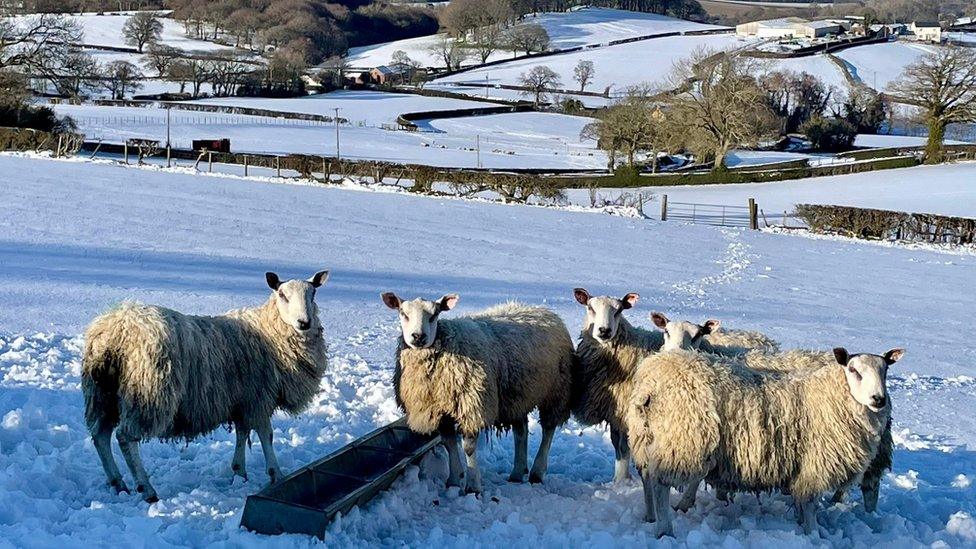 Snowy field with sheep in Denbigh, Denbighshire