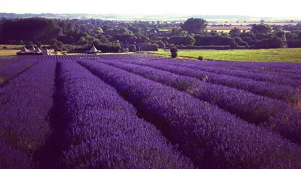 Hitchin Lavender