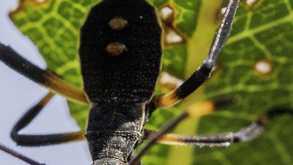 assassin bug