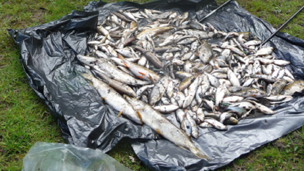 Fish