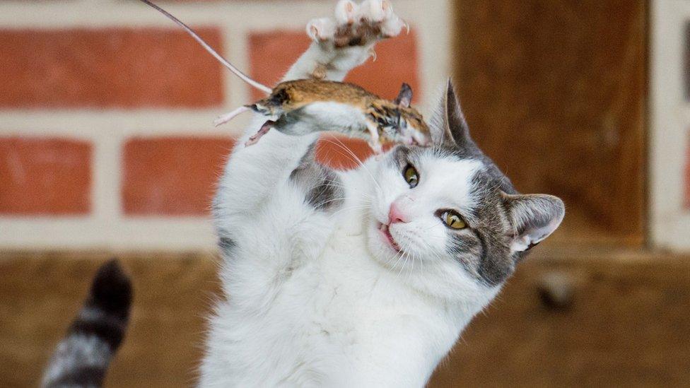 A cat plays with a mouse it has caught