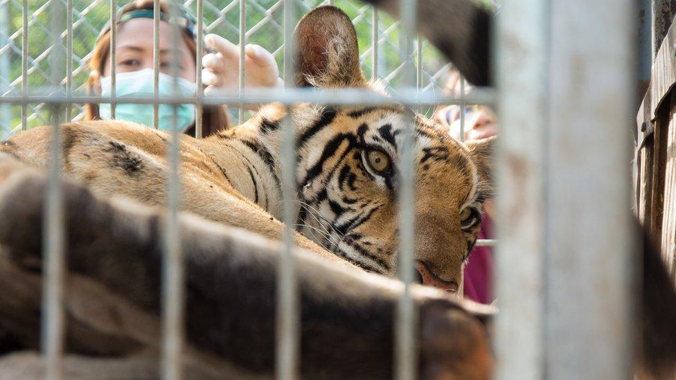 A tiger in a cage at the temple in Thailand