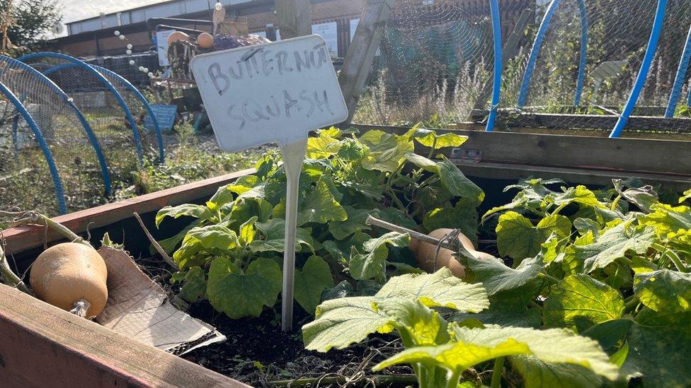 Butternut squash growing in a container