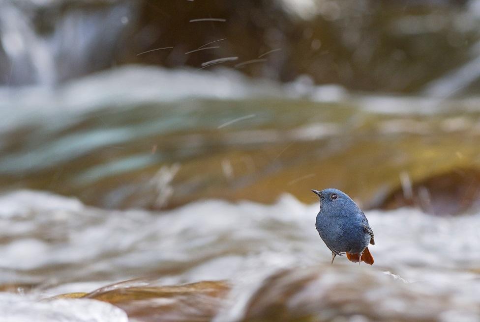 A bird next to a river