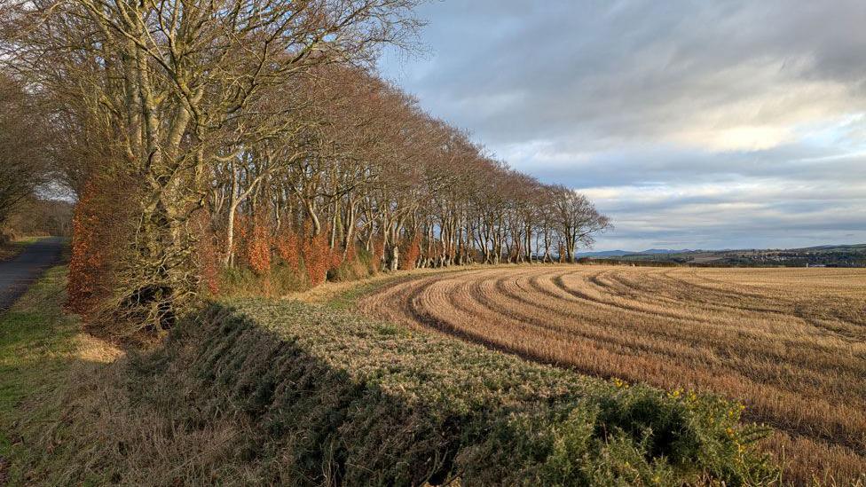 A curved line of trees on the left is mirrored by the furrows in a field next to it on a winter's day.