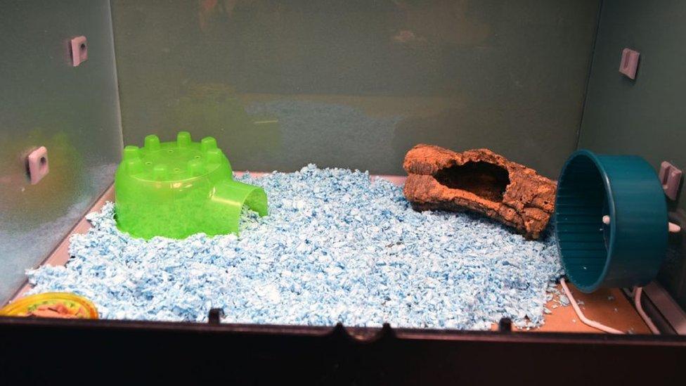 A hamster cage with bedding, food and heating.