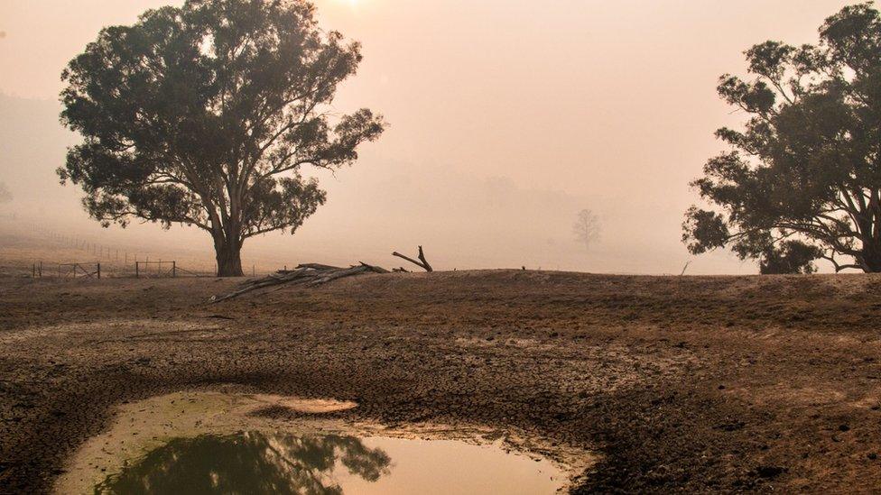 A dried out paddock on a Cowra farm