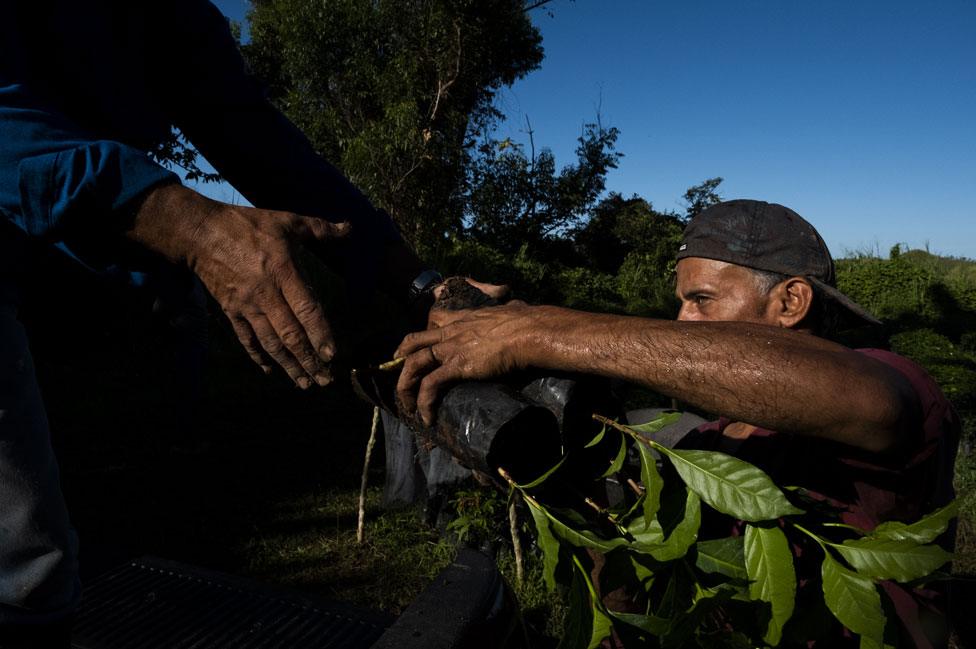 Workers load coffee plants