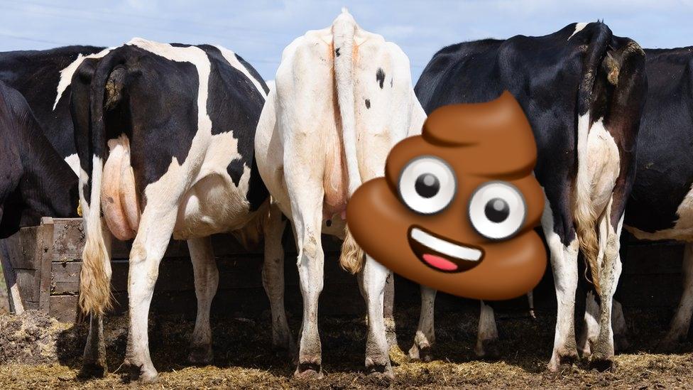 cows backsides with poo emoji