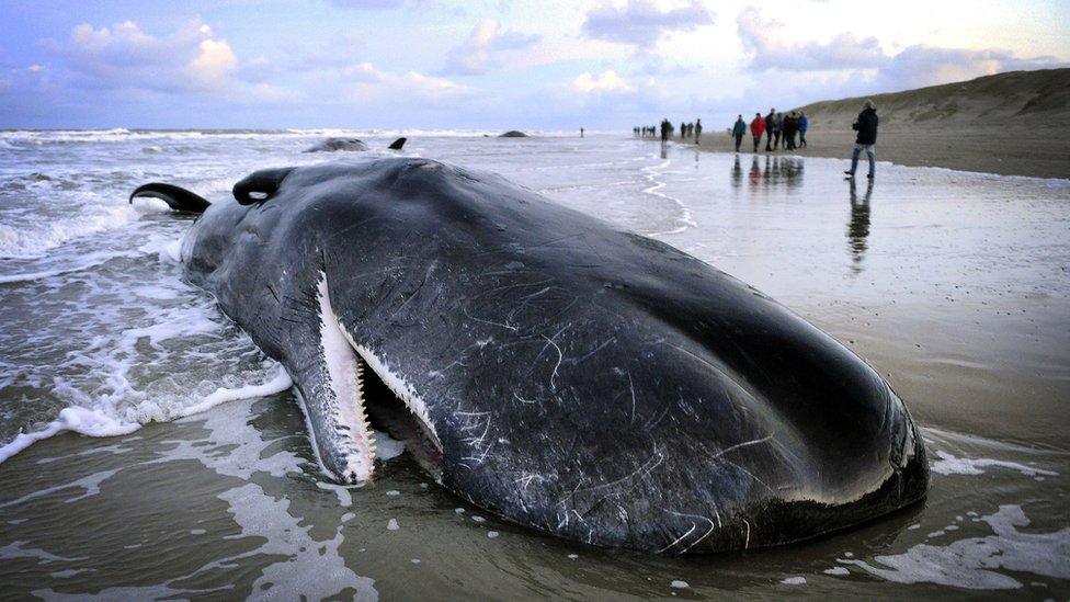 People walk near a beached sperm whale on the Dutch island of Texel on January 13, 2016.