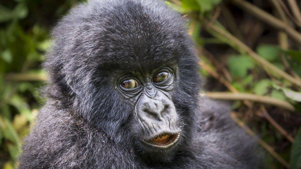 An infant mountain gorilla