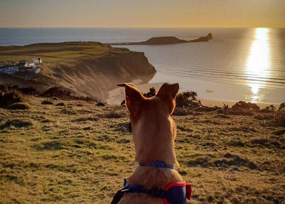 Bryn the dog enjoying a view of Worm's Head on Gower