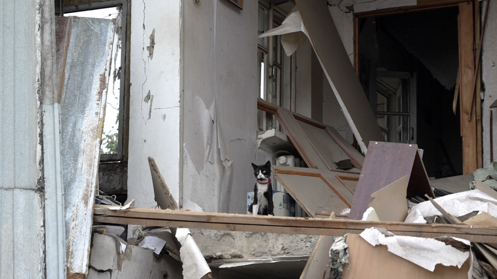 A cat sits among the rubble of a destroyed property in Mykolaiv