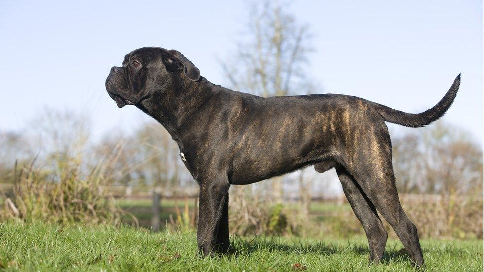 Cane Corso dog