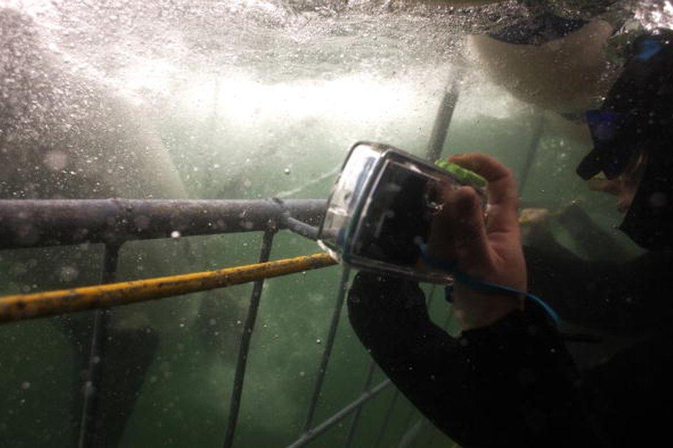 Tourists take pictures of a great white shark swimming for a dead tuna, used as a bait, during a shark cage diving tour