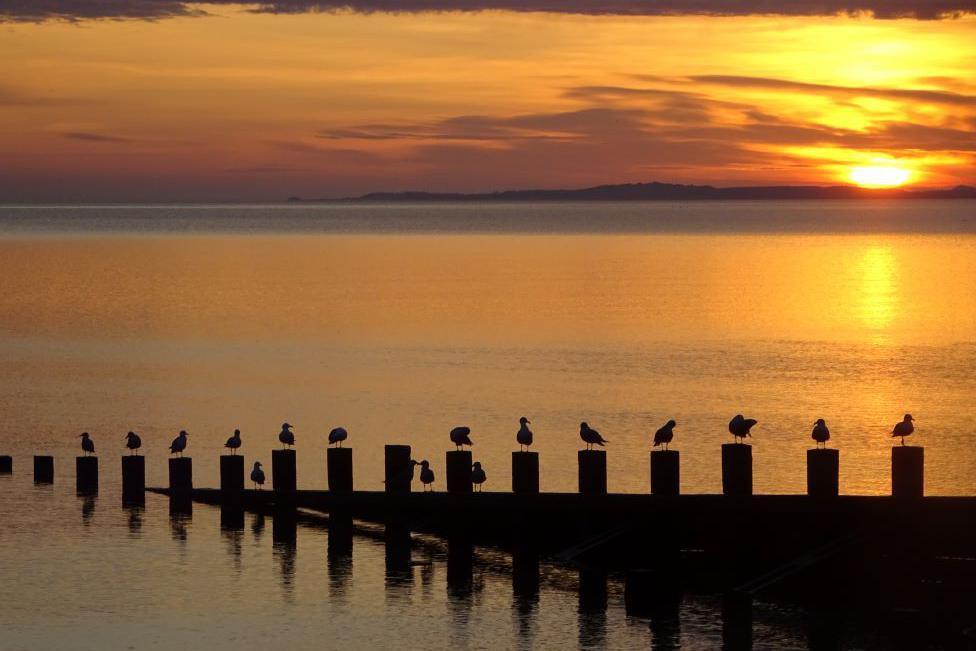 More than a dozen birds all on individual posts along the jetty looking at the sunrise.