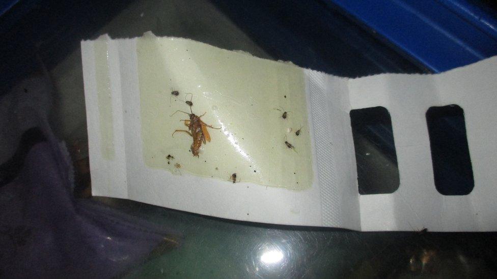 Cockroach in Waltham Forest kitchen