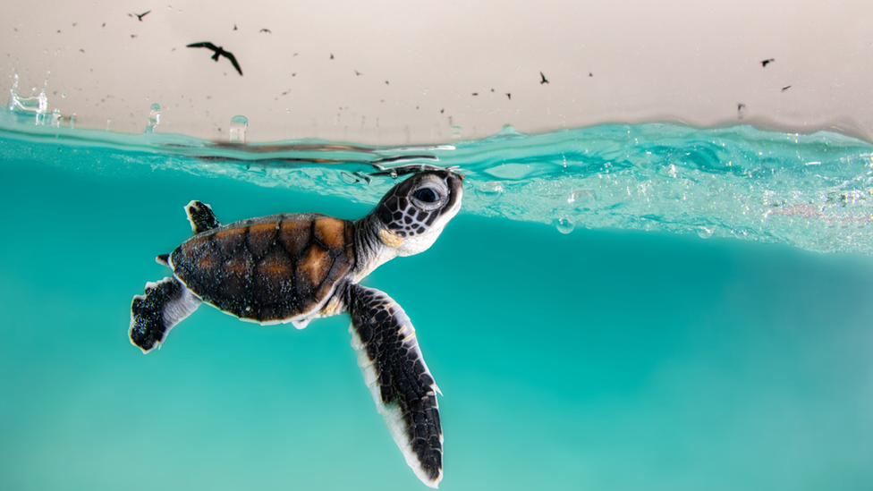 Green Sea Turtle hatchling