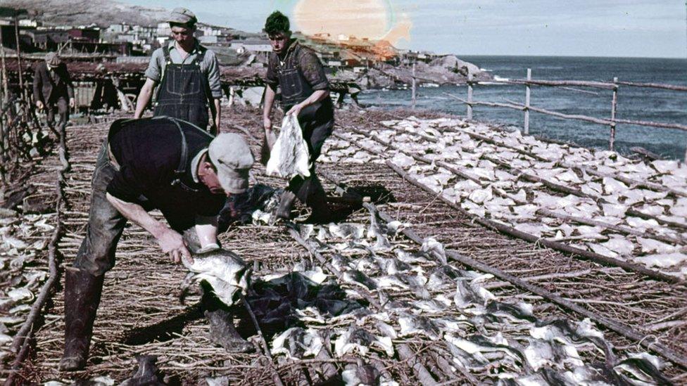 Cod being dried out in Pouch Cove, NL, in 1948